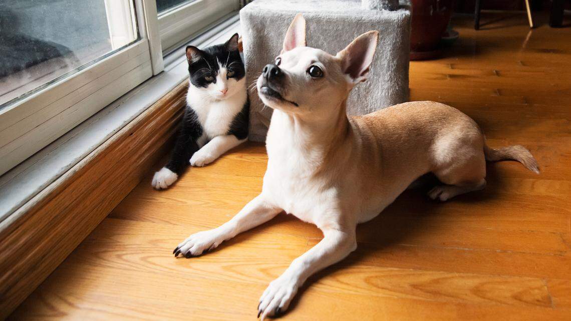 Las mascotas también pueden sentir el impacto del cambio de horario.