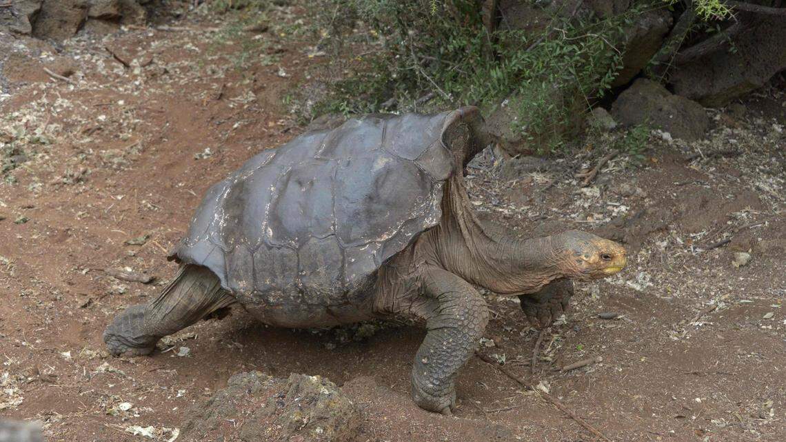 Noboa aclara que nueva ley permite retiro de material pétreo de Galápagos pero no minería
