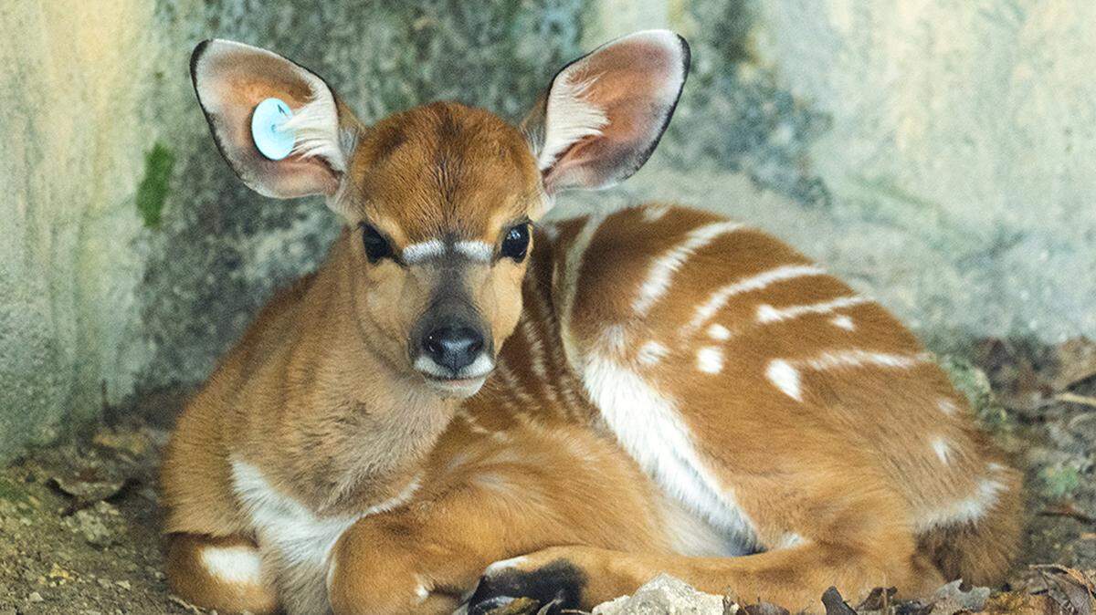 Zoo Miami está celebrando el nacimiento de una hembra y un macho Nyala y de un raro Giant Eland, de la especie de Antílopes.