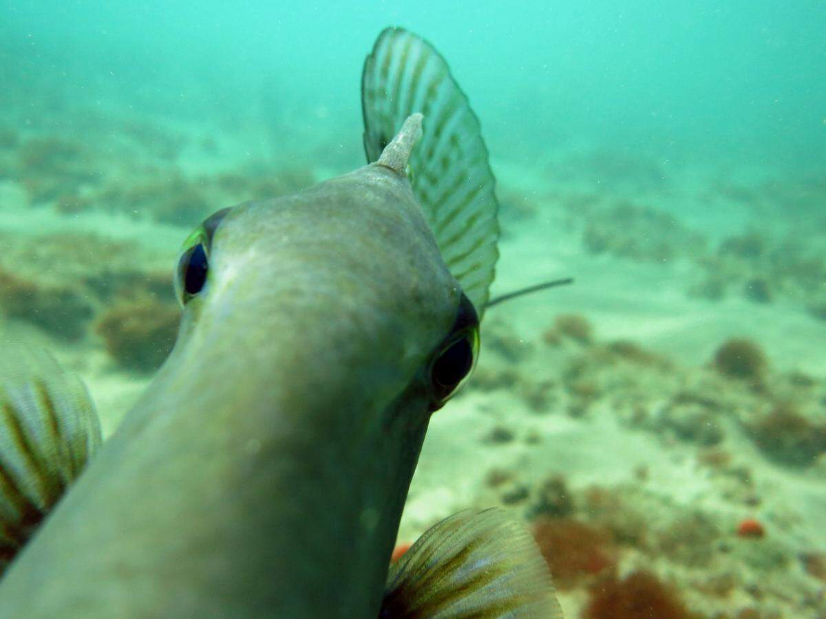 El hermoso hábitat submarino de Fort Zachary Taylor ​cuenta con una vida submarina tropical muy rica como los peces loro, los bancos de pargo de cola amarilla, langostas y varios tipos de corales duros y blandos.