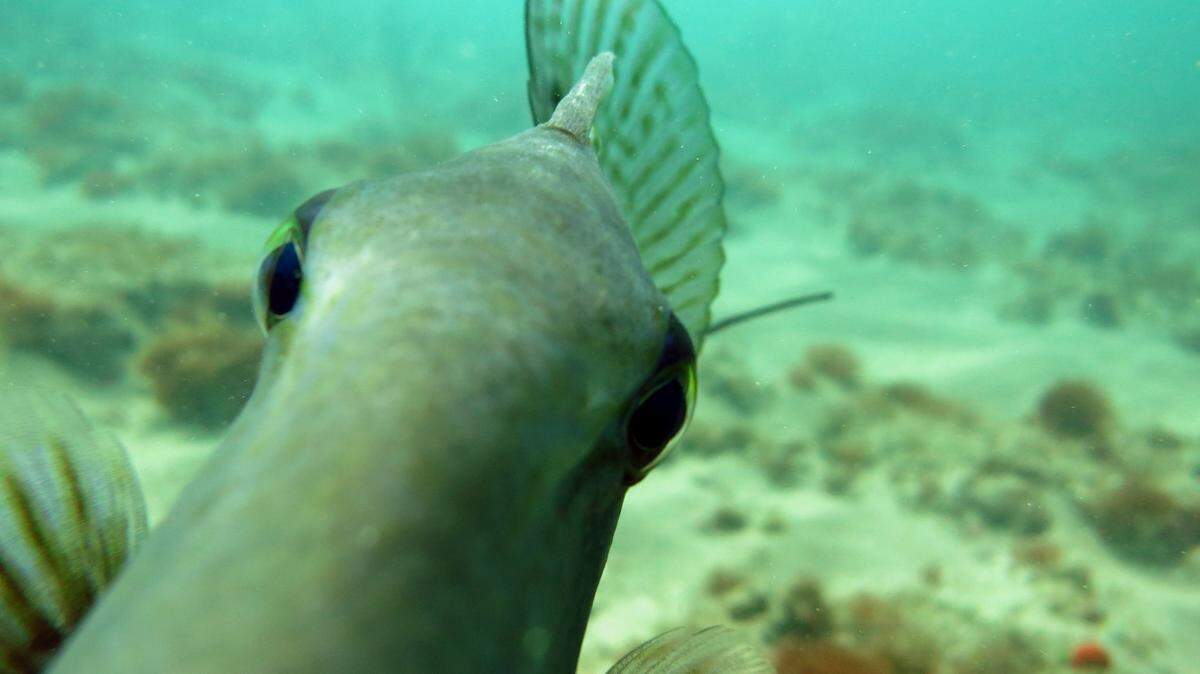 El hermoso hábitat submarino de Fort Zachary Taylor ​cuenta con una vida submarina tropical muy rica. Un ladrillo de cocaína de 2.4 libras fue arrastrado por la marea a su playa famosa, según la Patrulla Fronteriza.