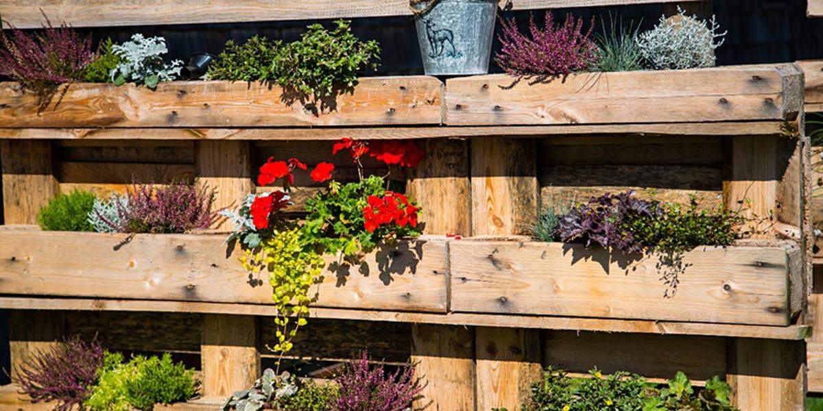 Scott Hitchins le muestra algunas ideas ingeniosas utilizando recursos en su casa para crear sus propias paredes de jardines verticales.