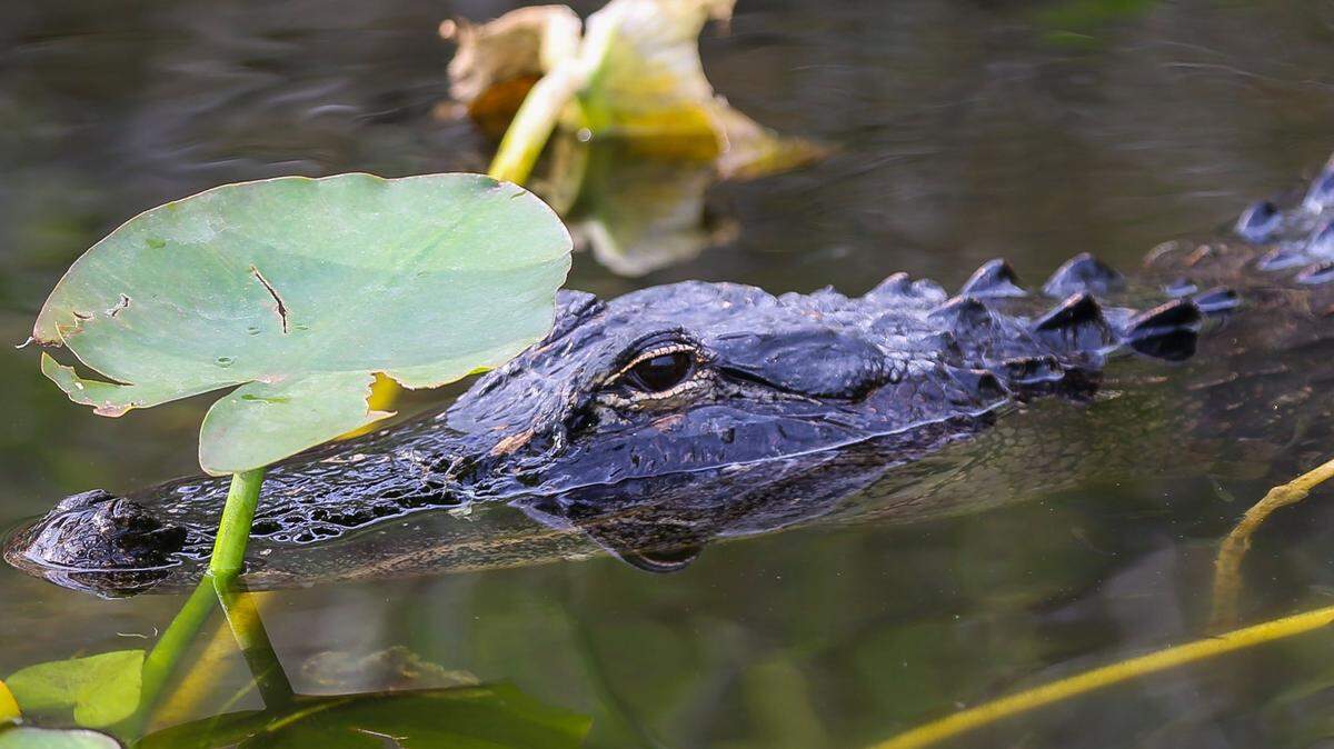 Un caimán americano en el Parque Nacional Everglades durante una caminata guiada por guardabosques por el sendero Anhinga en Homestead, Florida, el 15 de abril de 2018.