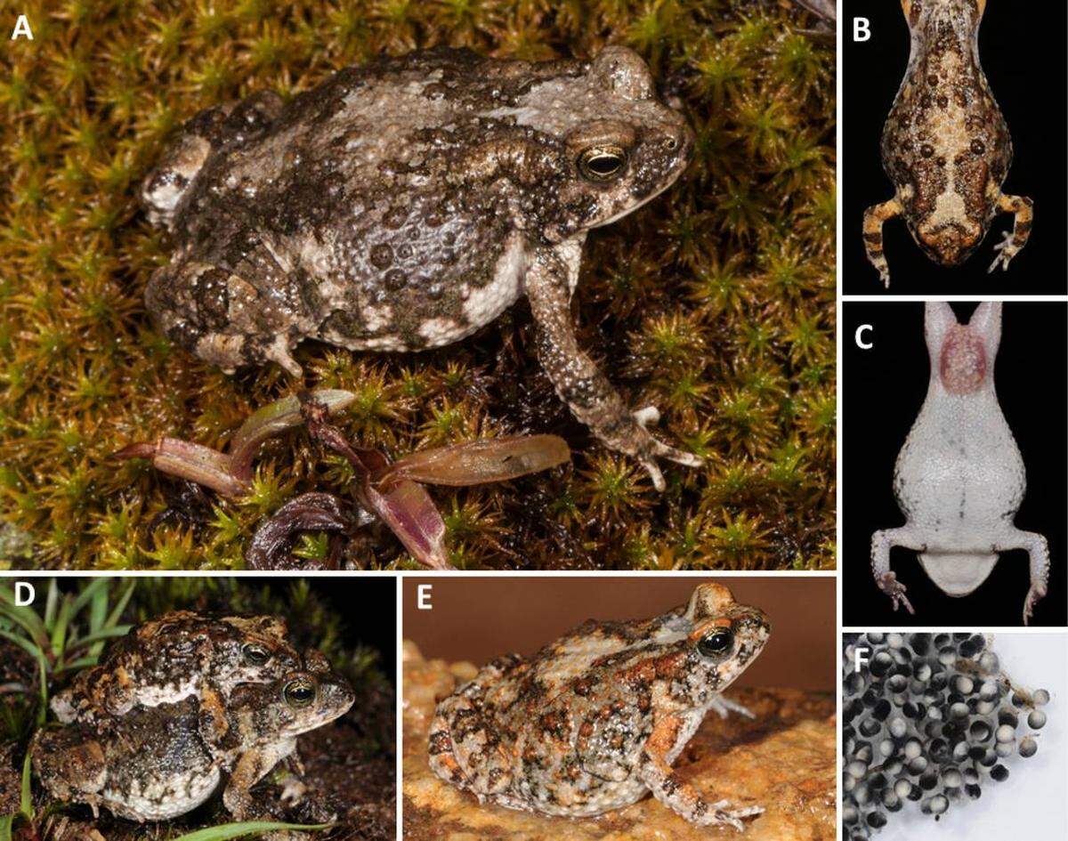 En las fotos, varias poyntonophrynus nambensis, o rana pigmeo Namba.