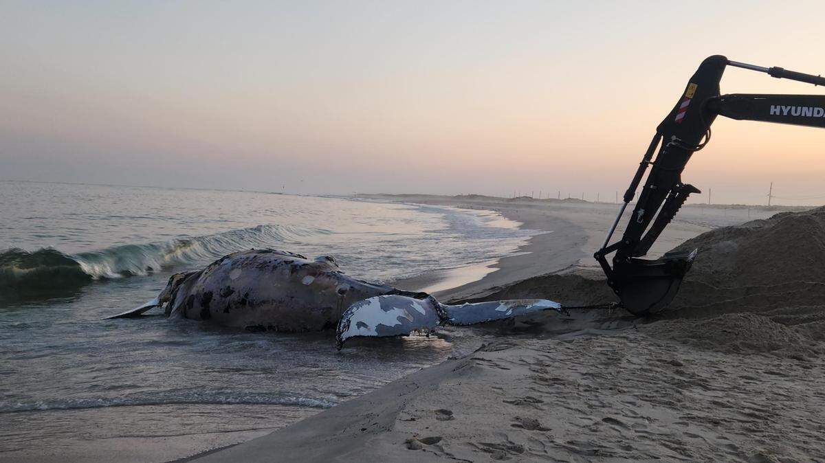Ballena encontrada en las costas de Nueva York con golpes en la cabeza