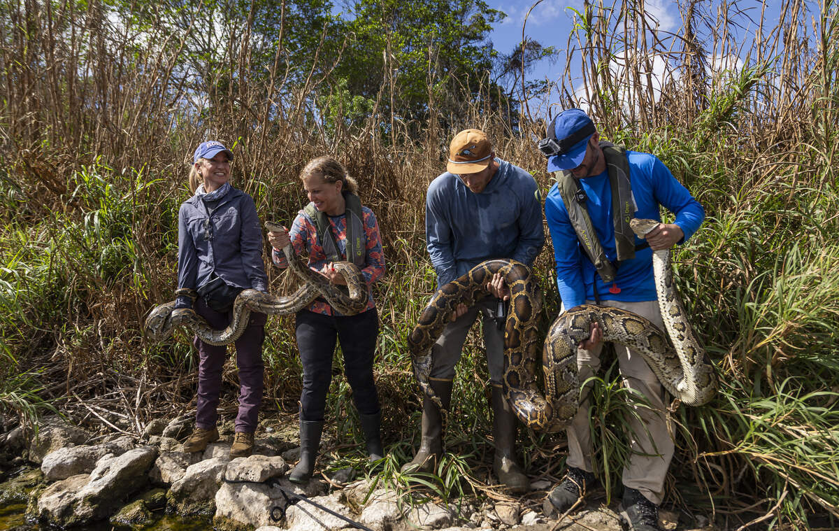 Melissa Miller, coordinadora del programa Croc Docs, la representante Debbie Wasserman-Schultz y los investigadores Brandon Welty y Eric Suárez sostienen dos serpientes capturadas tras rastrear a su serpiente exploradora.