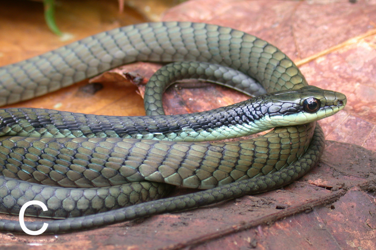Criatura de cuatro pies de largo es encontrada en una aldea abandonada de Papúa Nueva Guinea. Se trata de una dendrelaphis melanarkys, o serpiente arbórea negra. 