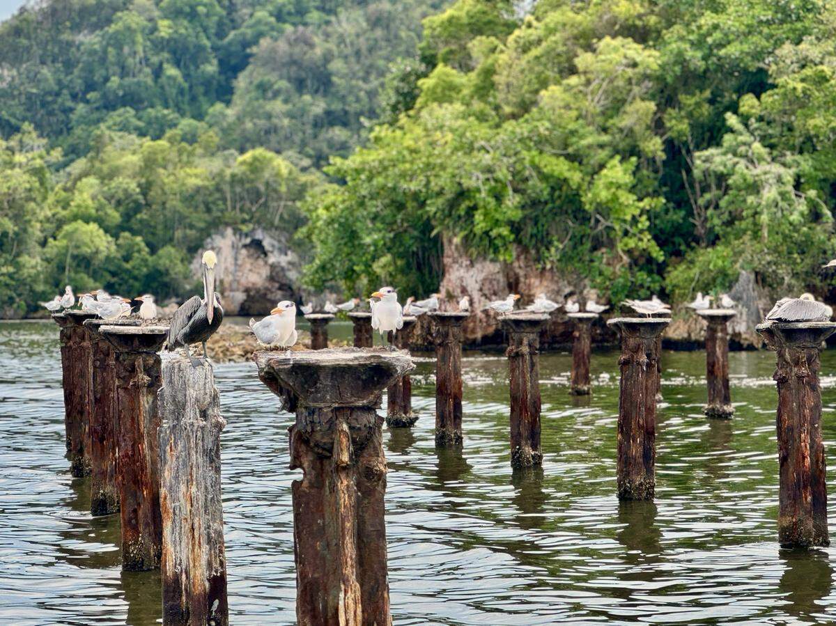Pájaros en el Parque Nacional Los Haitises.