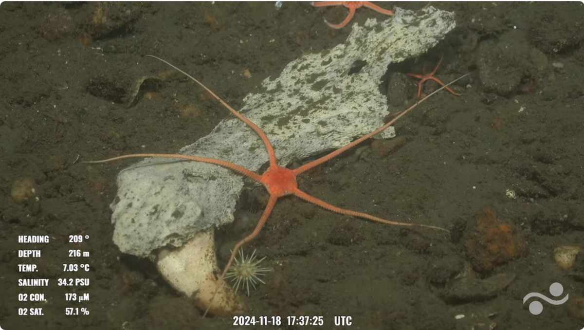 Este fragmento de mandíbula aún tenía un diente. Los huesos y dientes no eran de un tiburón ni de una ballena, según expertos. Captura de video del Schmidt Ocean Institute.