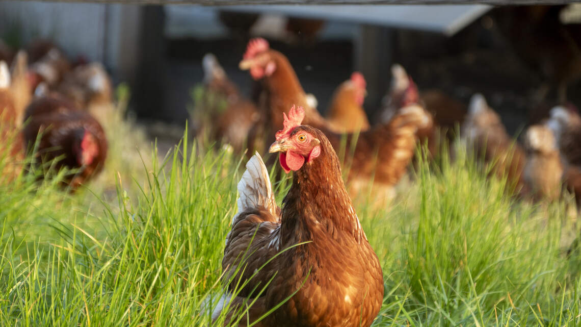 KY confirms bird flu case. Does it pose a risk to humans? Will egg prices go up?