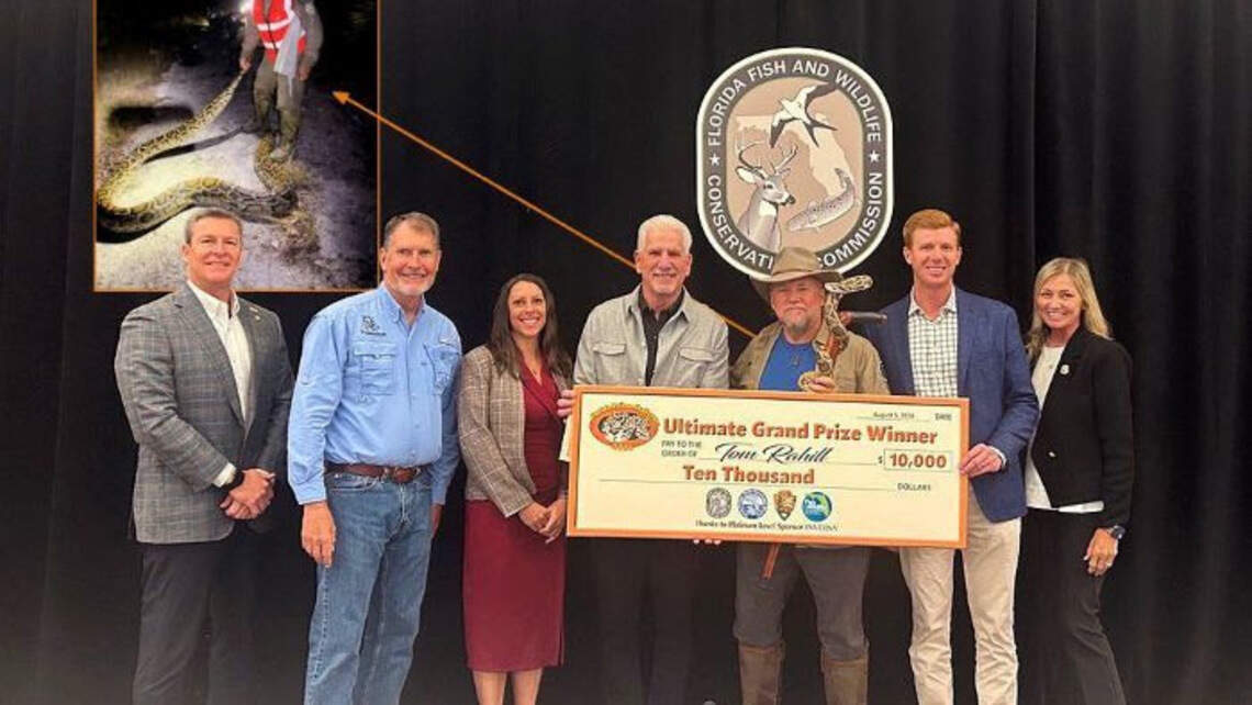 Cazador atrapa 96 gigantescas pitones en los Everglades y gana un premio de $10,000