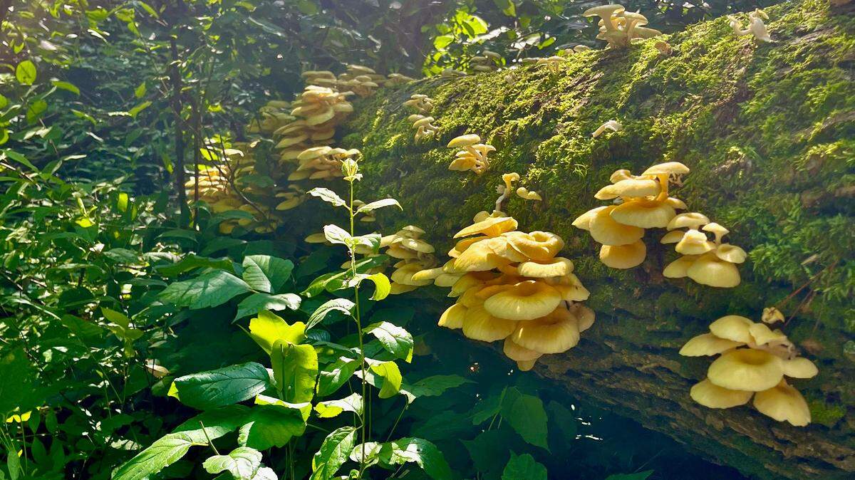 Hongos ostra dorados (Pleurotus citrinopileatus) fructificando sobre un tronco caído en Mazomanie, Wisconsin. Esta especie comestible, comúnmente cultivada en todo el mundo, ha escapado del cultivo y se ha establecido en bosques de América del Norte.