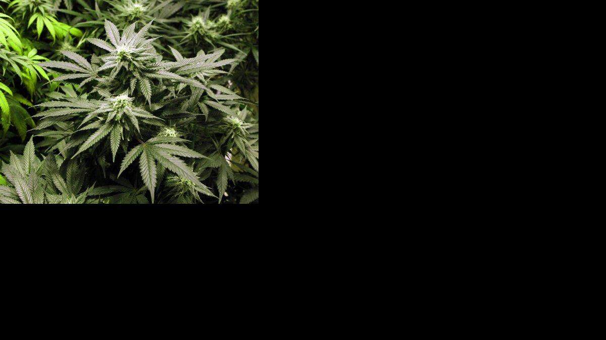 Las autoridades aseguran que la legalización de la marihuana ha envalentonado a los productores a sembrarla en tierras federales escasamente pobladas en Colorado. 