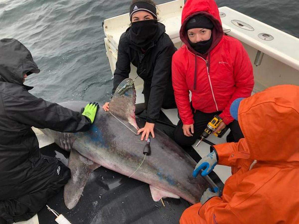 Equipo de científicos dirigido por Brooke Anderson (segunda desde la derecha) instalan en los tiburones etiquetas de archivo satelital (PSAT) y transmisores satelitales en las aletas.