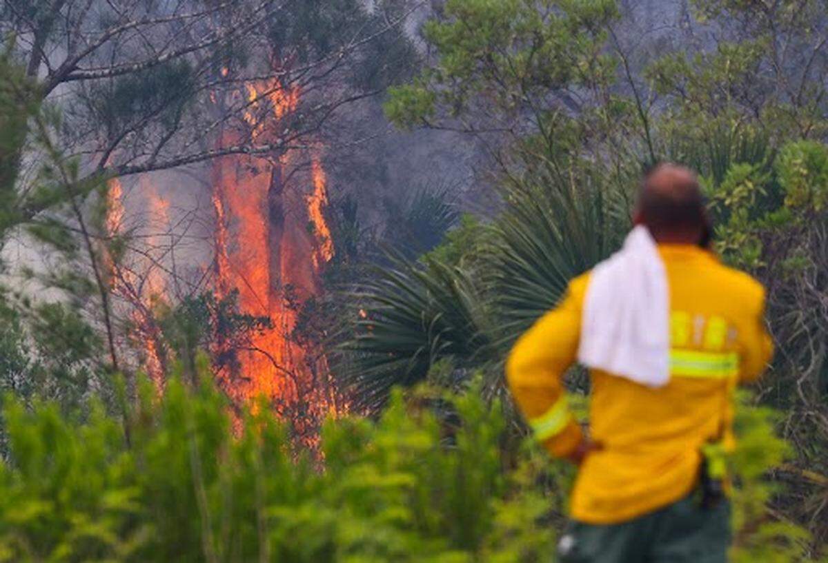 Personal del Servicio Forestal de Florida vigila un incendio forestal situado justo al oeste de la U.S. 1 y la SW 344th Street, mientras combaten el fuego mediante descargas de agua desde helicópteros y equipos terrestres, el lunes 11 de mayo de 2026, en Florida City, Florida.