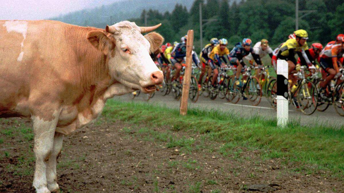 Un grupo de ciclistas del Tour de Suisse pasan junto a una vaca en La Chaux de Fonds, Suiza.