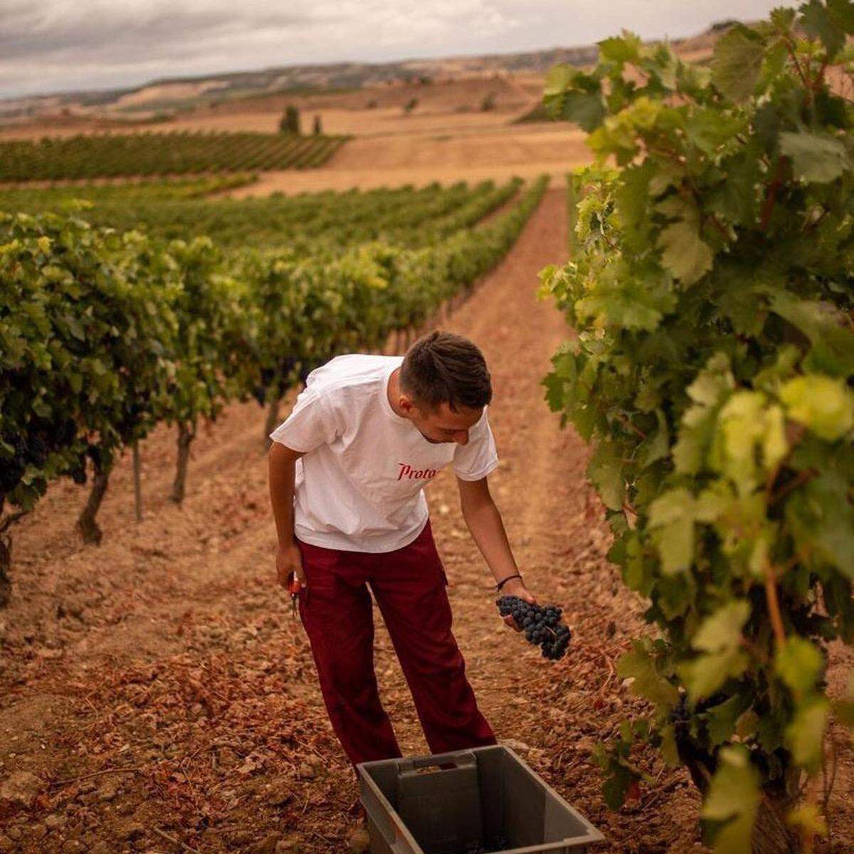 Protos Peñafiel, Valladolid, (Castilla y León), una bodega que se remonta a 1927, cuando un grupo de hombres visionarios supieron entender la tierra e imaginar un proyecto vinícola de éxito que ha llegado intacto hasta nuestros días. Así nació Protos, una de las marcas más acreditadas que tienen viñedos y bodegas en Ribera del Duero y en Rueda.