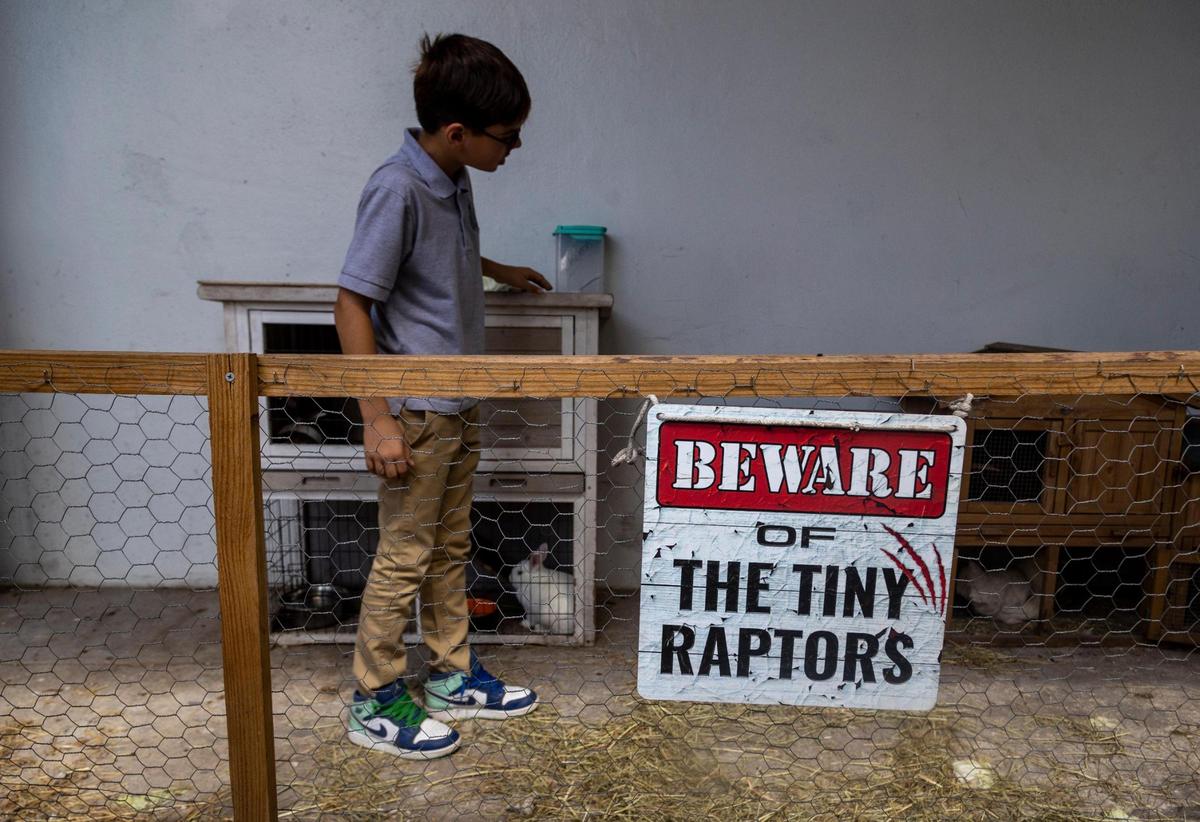 Jacob Canoura, estudiante de séptimo grado, revisa a los pollitos y los conejos en el corral dentro de “La Finka”, una pequeña granja dentro de la escuela secundaria Palm Springs en Hialeah, donde se imparte una clase de ciencia agrícola.