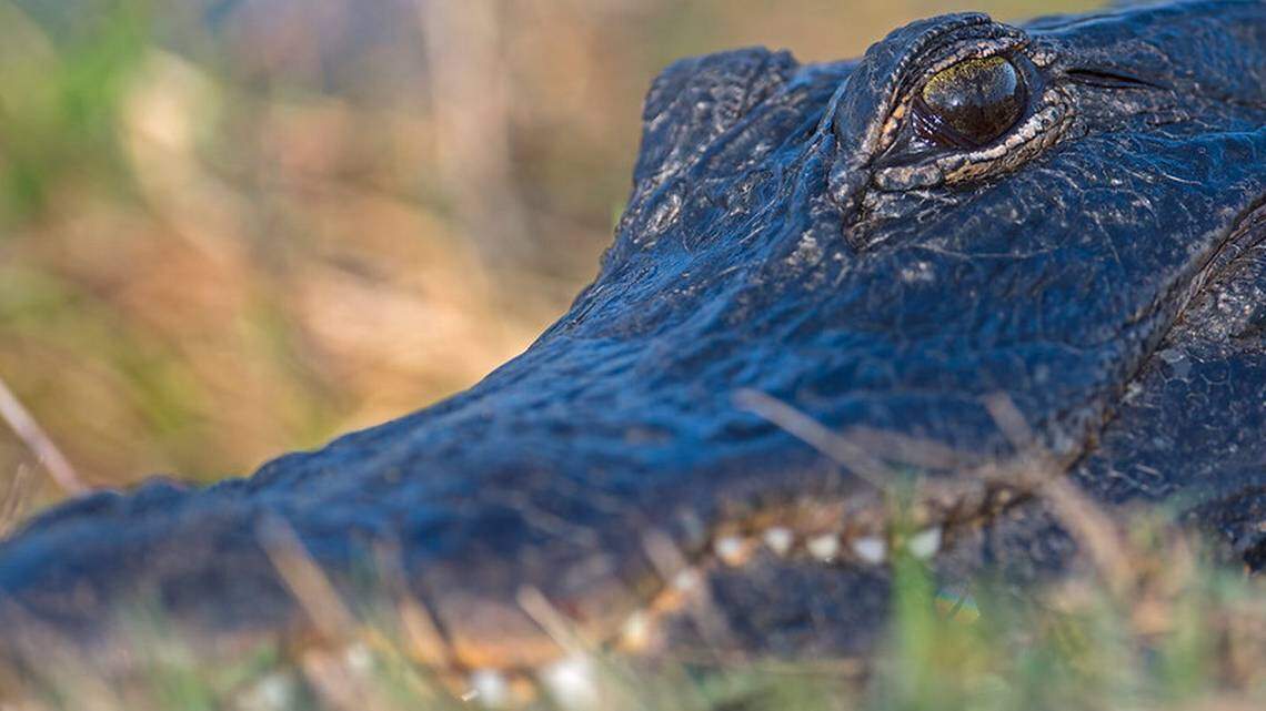 Muere un hombre de 71 años en Florida tras ser atacado por un caimán de casi 4 metros