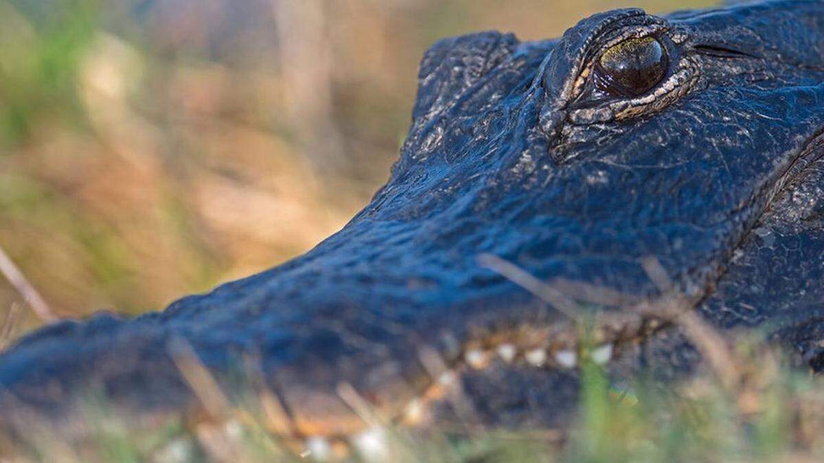 Un caimán atacó e hirió gravemente a un cazador en un centro de la Florida famoso por organizar cacerías de “caimanes de gran trofeo”, según investigadores de la policía.