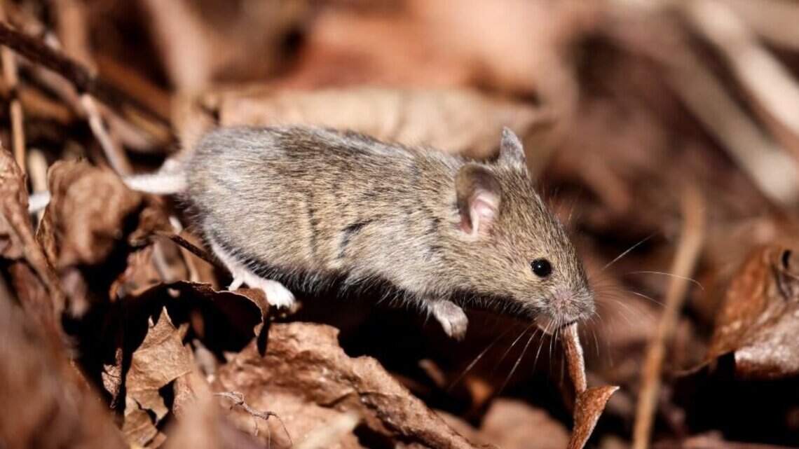 Los mamíferos utilizan el mismo sistema subyacente para procesar los olores