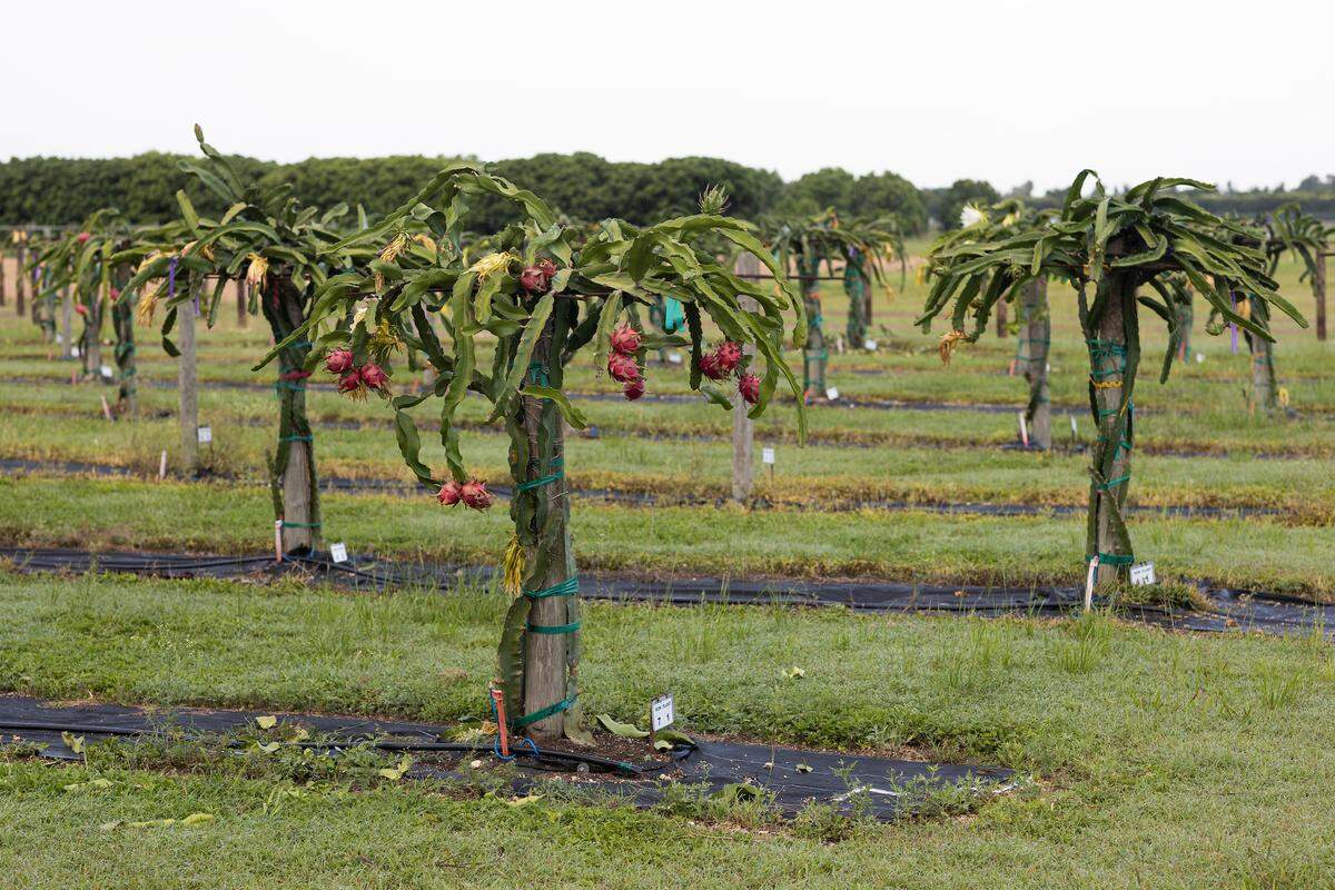 Pitahaya en el Centro de Investigación y Educación Tropical (TREC) de la Universidad de Florida/IFAS.