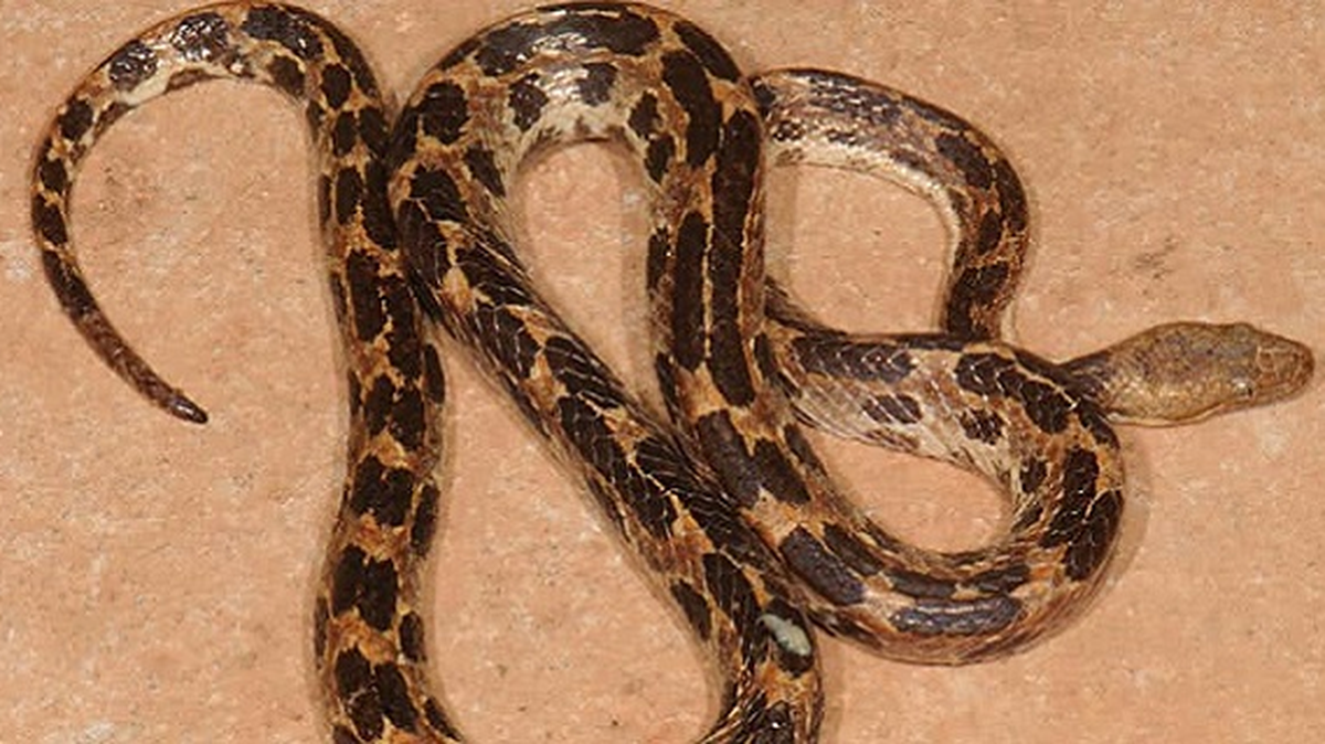Cuba reveló la existencia de una nueva especie de serpiente, la Tropidophis steinleini sp. nov.