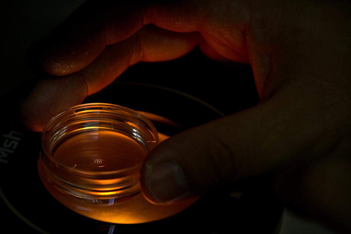 Qin Jinzhou, embriólogo que forma parte del equipo de científico He Jiankui, ajusta un microplato que contiene embriones que han sido inyectados con la proteína Cas9 y PCSK9 sgRNA.