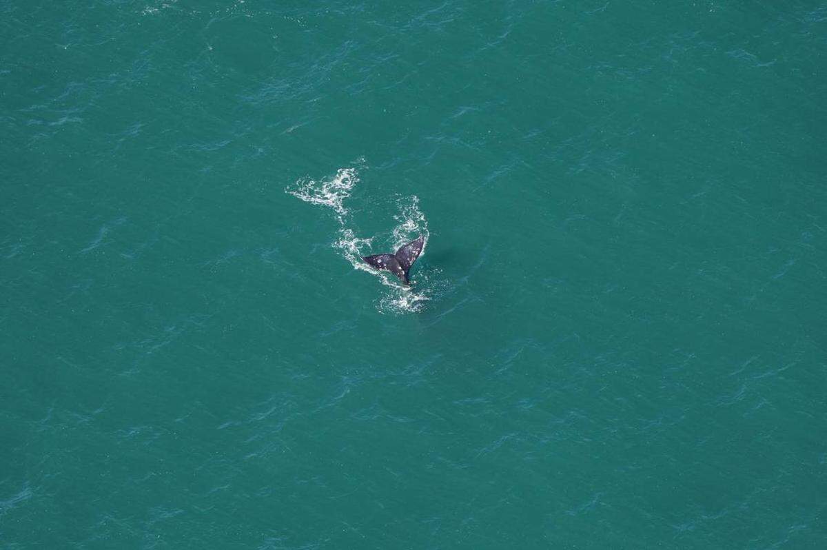 Los científicos tomaron fotos desde el avión y luego comprobaron que se trataba, en efecto, de una ballena gris del Atlántico..