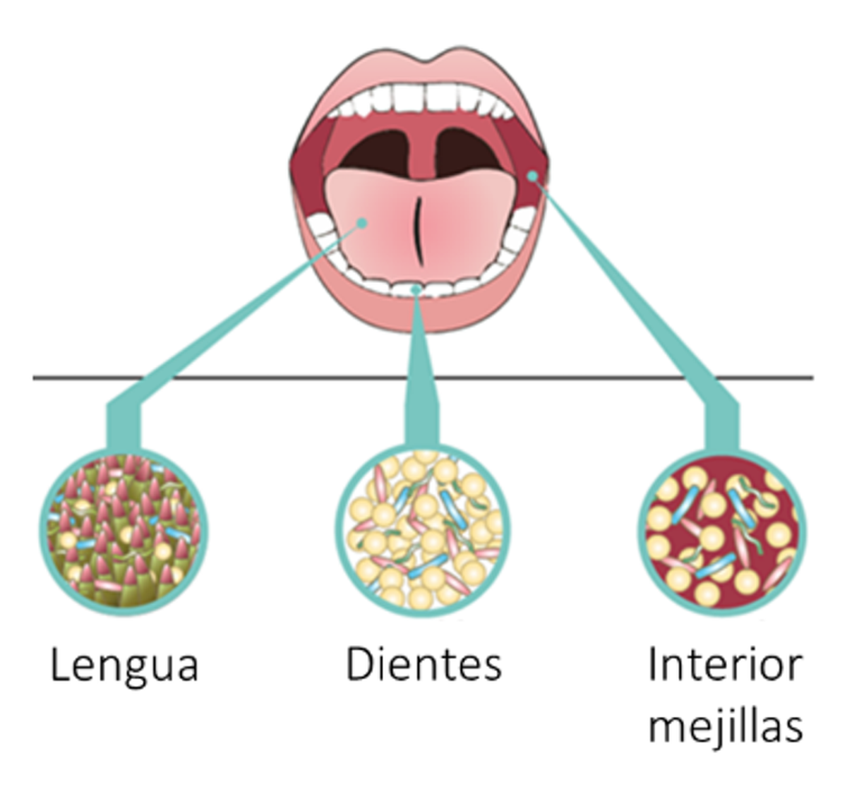 Figura 1: La microbiota oral. Tres ejemplos de hábitats bucales, cada uno con su propia composición microbiana. La lengua tiene una superficie irregular, incluyendo papilas, que permite la acumulación de bacterias orales. Adaptación de Rosier et al., 2018; Journal of Dental Research 97(4): 371-380, Author provided
