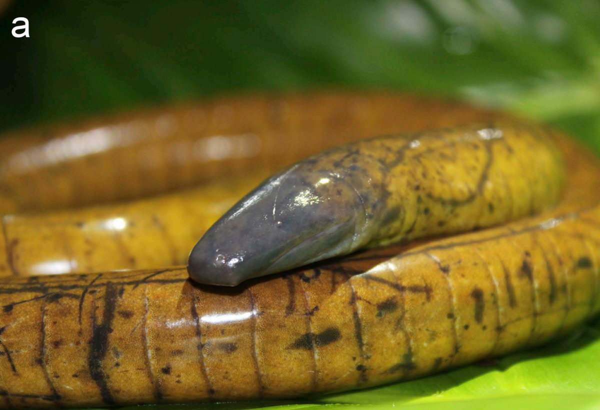 La salamandra caecilia tesoro tiene “el aspecto de una serpiente, pero sin escamas visibles”. 