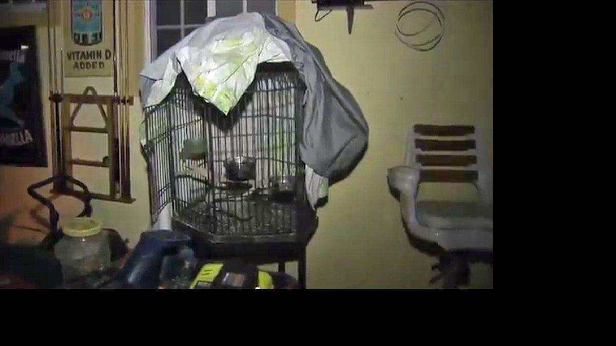 Dos hombres habrían saltado la cerca del patio la madrugada del miércoles para robarse las aves. 