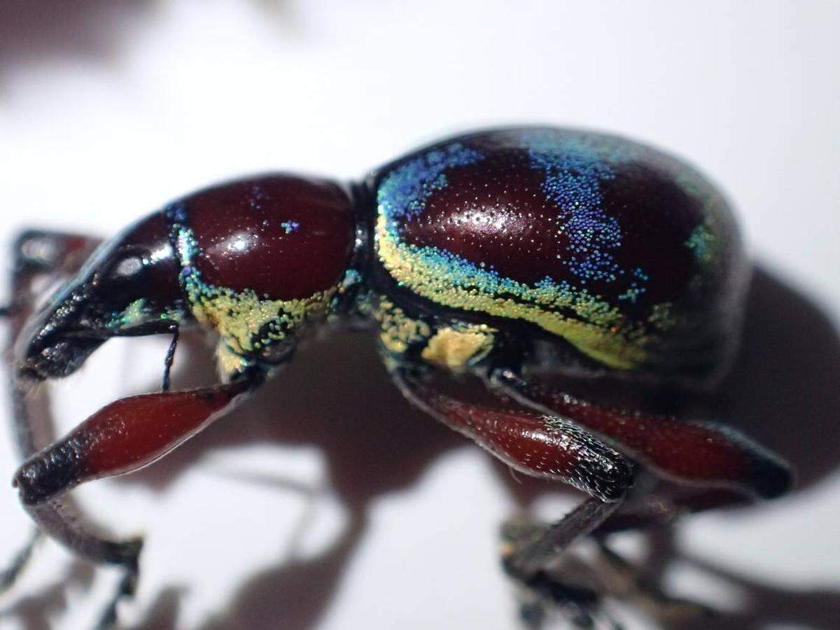 La última vez que se vio a la metapocyrtus (Orthocyrtus) bifoveatus en la Isla Negros fue hace 100 años.