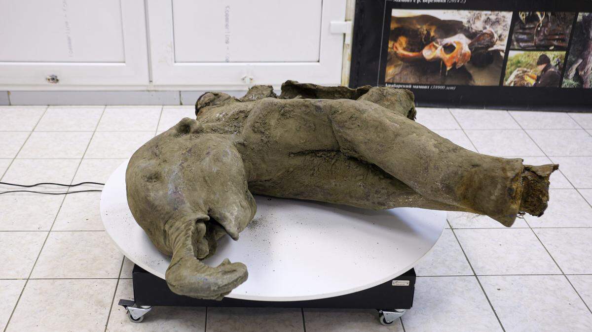 El cadáver de Iana, el mamut bebé, es puesto en exhibición en el Museo de los Mamuts de la Universidad Federal del Noreste, en Yakutsk, Rusia, el lunes 23 de diciembre de 2024.