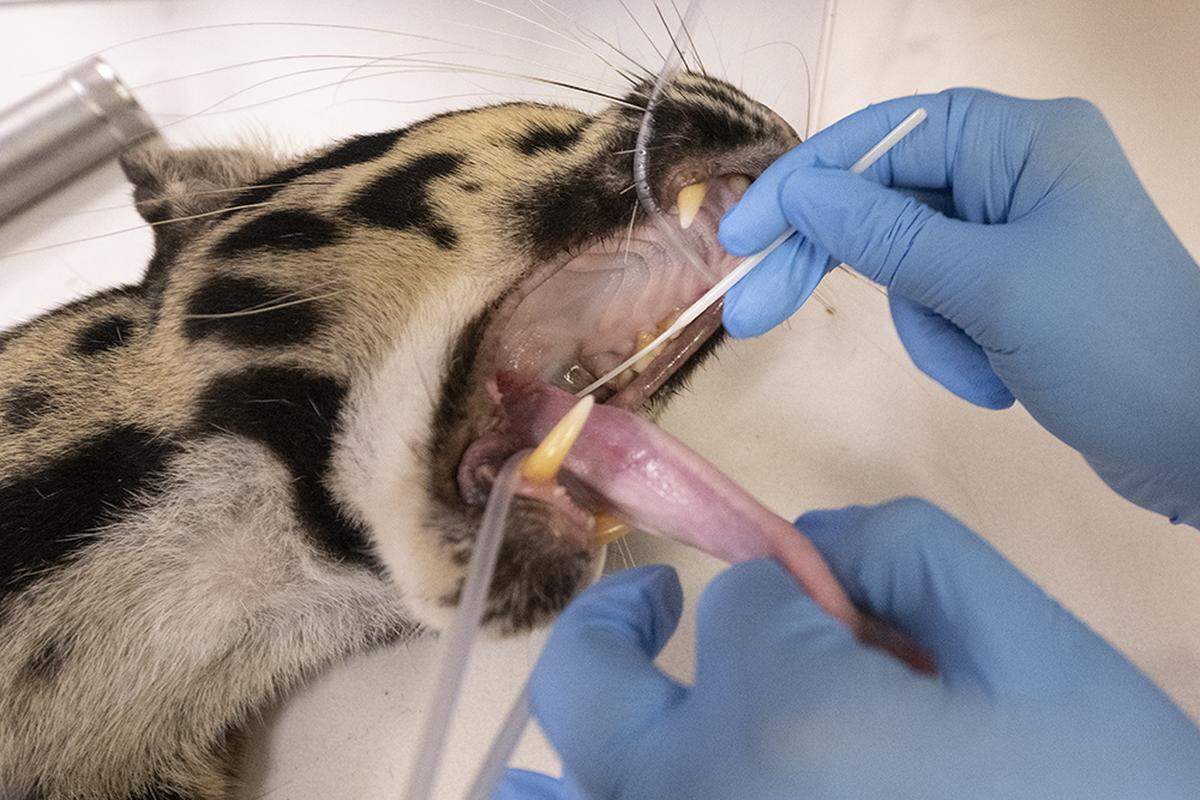 Durante los exámenes se observó tejido inflamatorio en la boca y la garganta, peor en general se encuentra en buenas condiciones, dijeron los veterinarios.