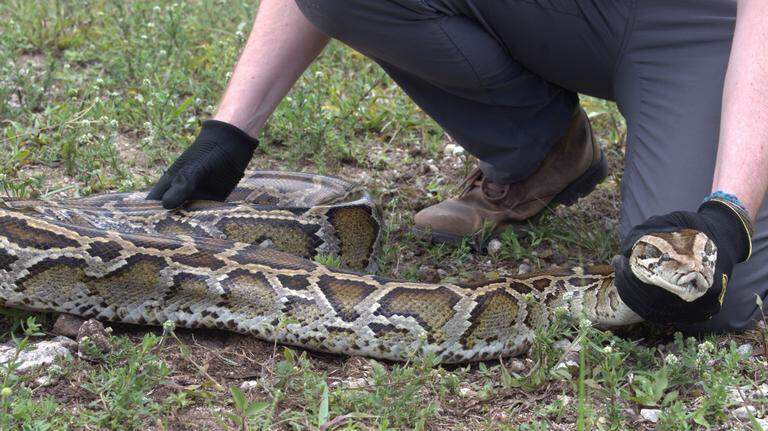 An unexpected predator is raiding Burmese python nests in the Everglades