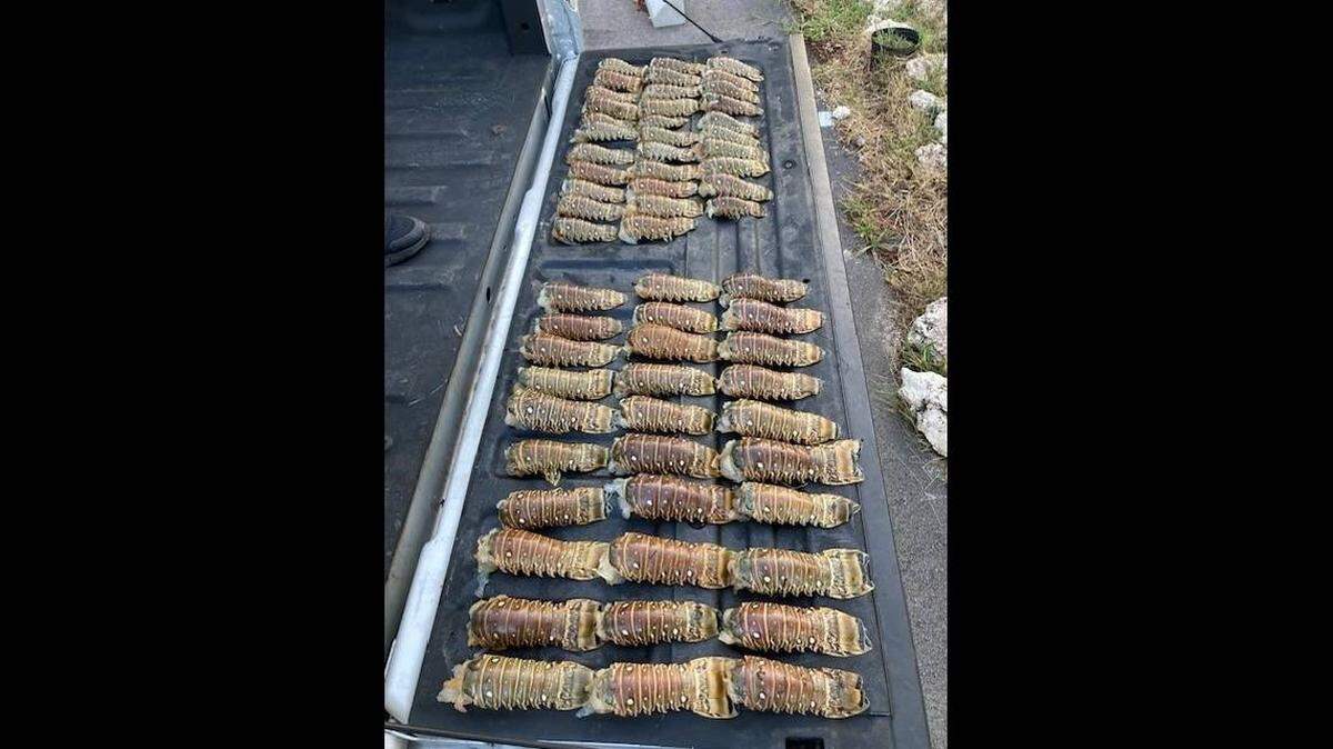 Arrestan a un hombre con 62 langostas fuera de temporada. Otro trató de esconder varias langostas en sus shorts.