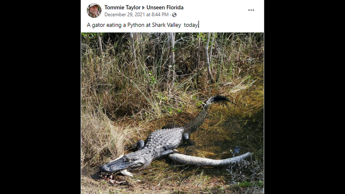 Un cocodrilo está siendo elogiado en las redes sociales después que fue fotografiado comiéndose a una pitón birmana en el área de Shark Valley, perteneciente al Parque Nacional de los Everglades.
