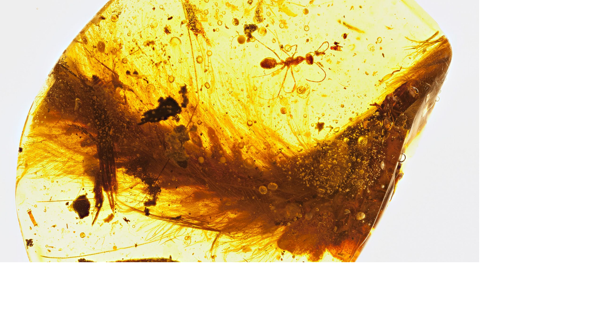 Científicos descubrieron una porción de la cola de un dinosaurio emplumado que fue preservada en ámbar unos 99 millones de años. (AFP)