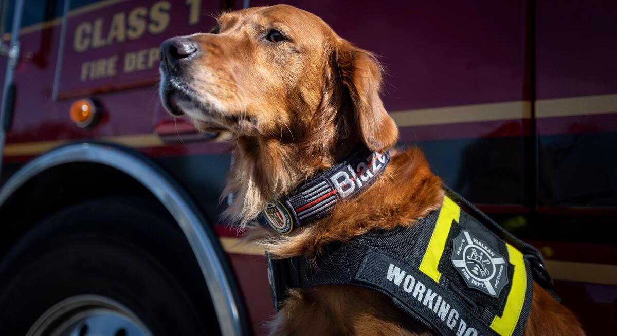 Blaze, Golden Retriever, es el primer perro rescatista del Departamento de Bomberos de la ciudad de Hialeah, Florida - 3 de mayo de 2023 -