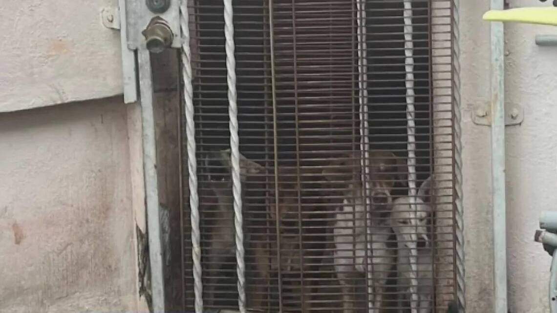 Hallan a 19 perros y una anciana en condiciones deplorables en una casa de Miami Beach