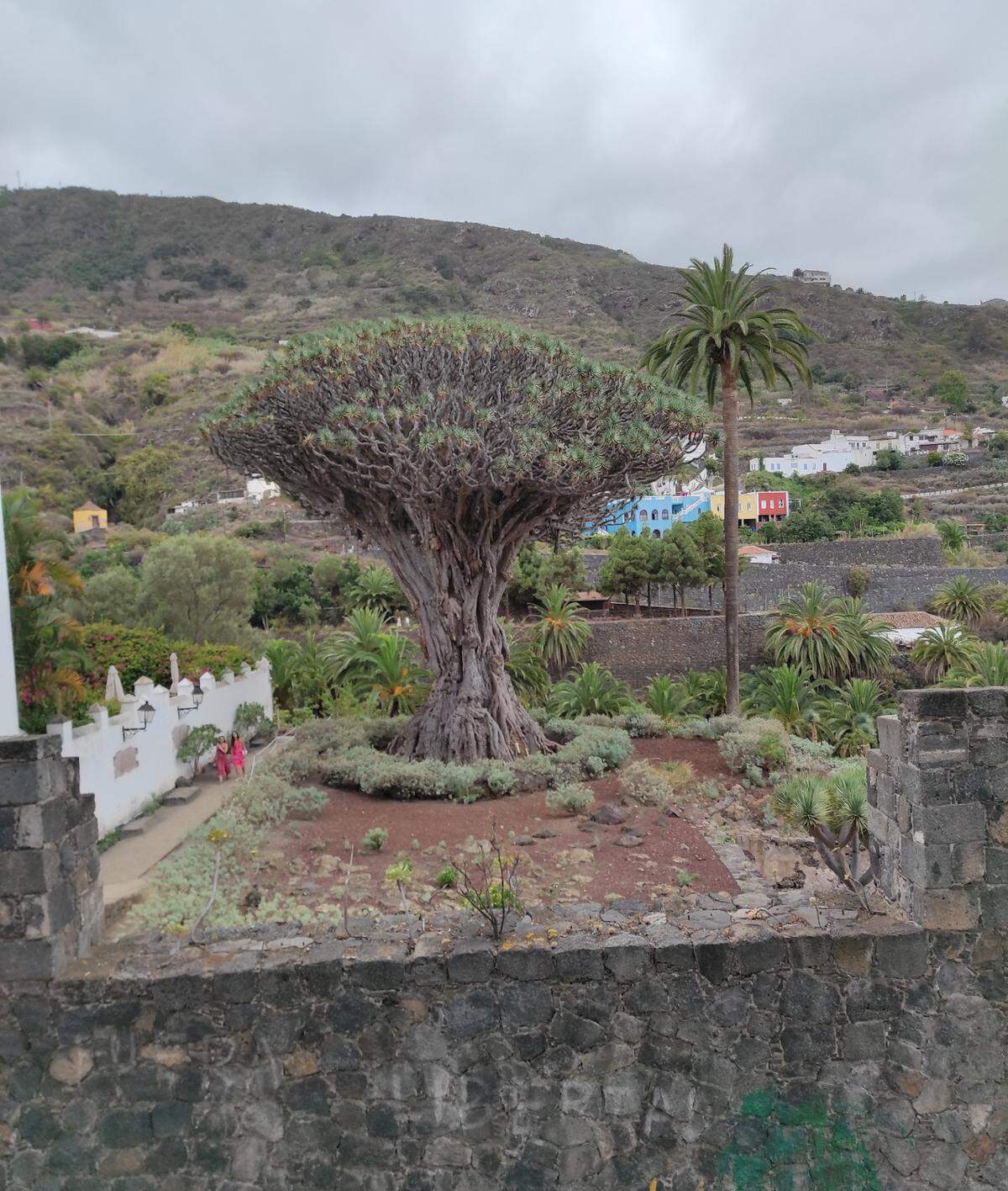 Este es el famoso Drago milenario de Icod de los Vinos, Tenerife, considerado el árbol más antiguo de su especie, entre 800 y 1000 años de antigüedad.