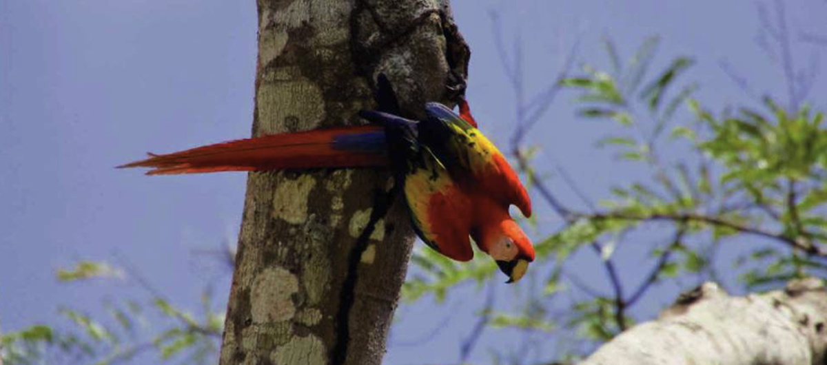 Guacamaya roja en el hotel Marriott Los Sueños Golf and Resort en Costa Rica