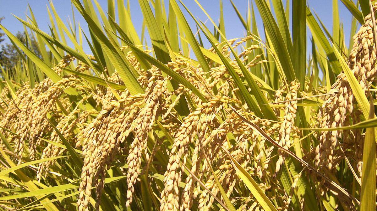 Imagen de archivo de una plantación de arroz en Cuba. El gobierno cubano impulsa una siembra histórica de al menos 400 hectáreas en Guantánamo en 2026, en medio de la crisis alimentaria y la apuesta por aumentar la producción agrícola con combustible estatal.