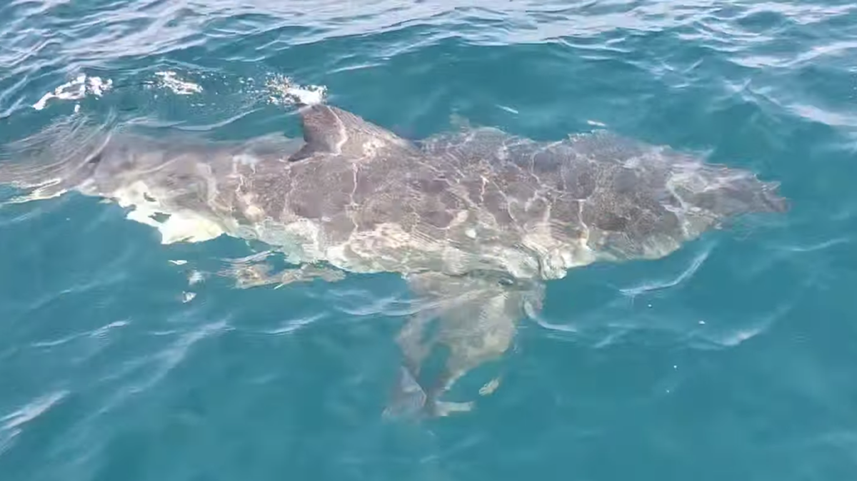 Pescadores descubren un monumental tiburón blanco en aguas de la Florida. Lo graban en video.