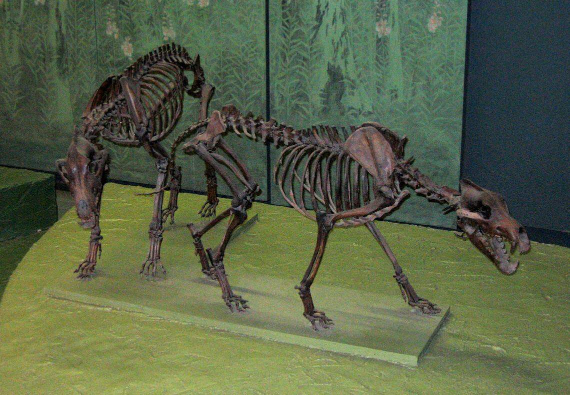 La fotografía de los fósiles de lobo “terrible” en el Museo Nacional de Historia Natural en Washington, D.C., tomada el 20 de febrero de 2005. Postdlf/ Wikimedia Commons.
