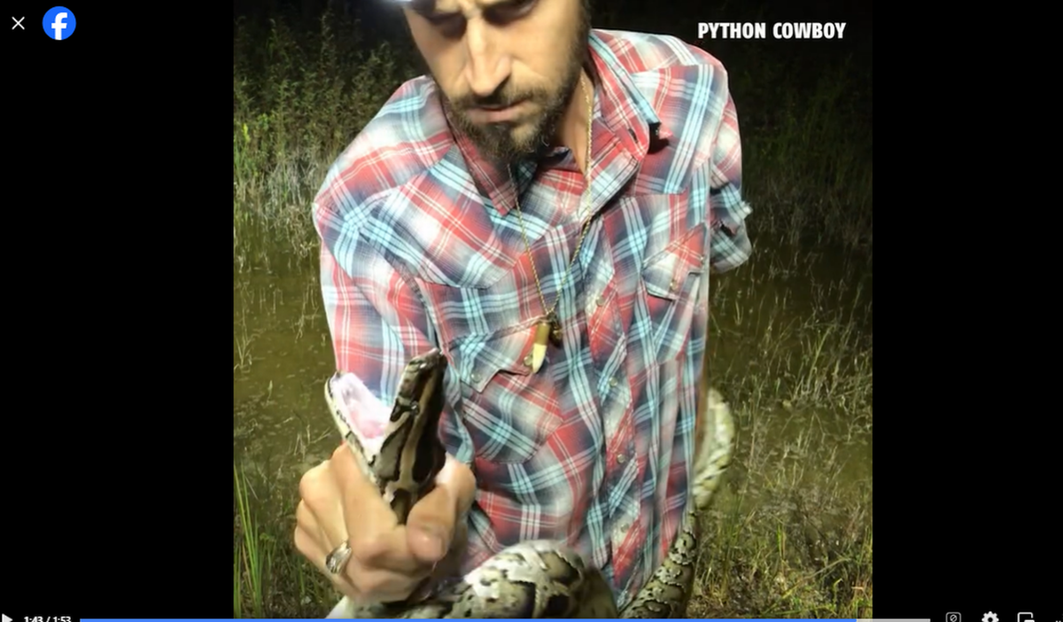 La serpiente que cazó Kimmel medía entre ocho y nueve pies de largo, pero en la Florida calificaba como un ejemplar pequeño. La pitón más grande que se ha cazado en el estado medía 19 pies, según el Departamento de Preservación del Suroeste de la Florida.
