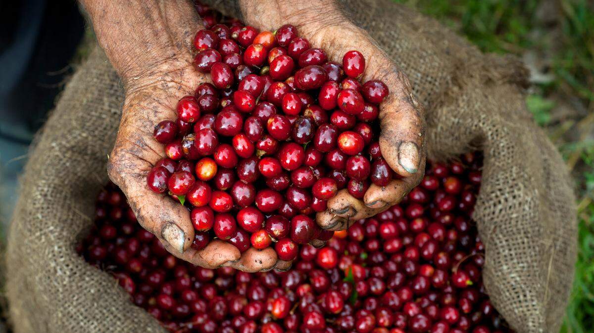 Un estudio descifró el genoma del café Arábica (Coffea arabica) y que este se originó hace al menos 600,000 años en los bosques de Etiopía a través de la hibridación natural de otras dos especies de café, C. canephora o café Robusta y C. eugenioides.