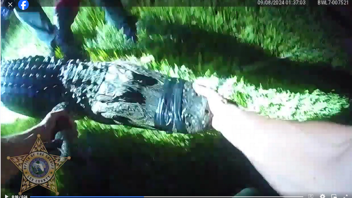 Un patrullero de la policía del Condado Lee le sujeta el hocico a un caimán que se encontró en una casa de Bonita Springs. Un cazador lo atrapó.