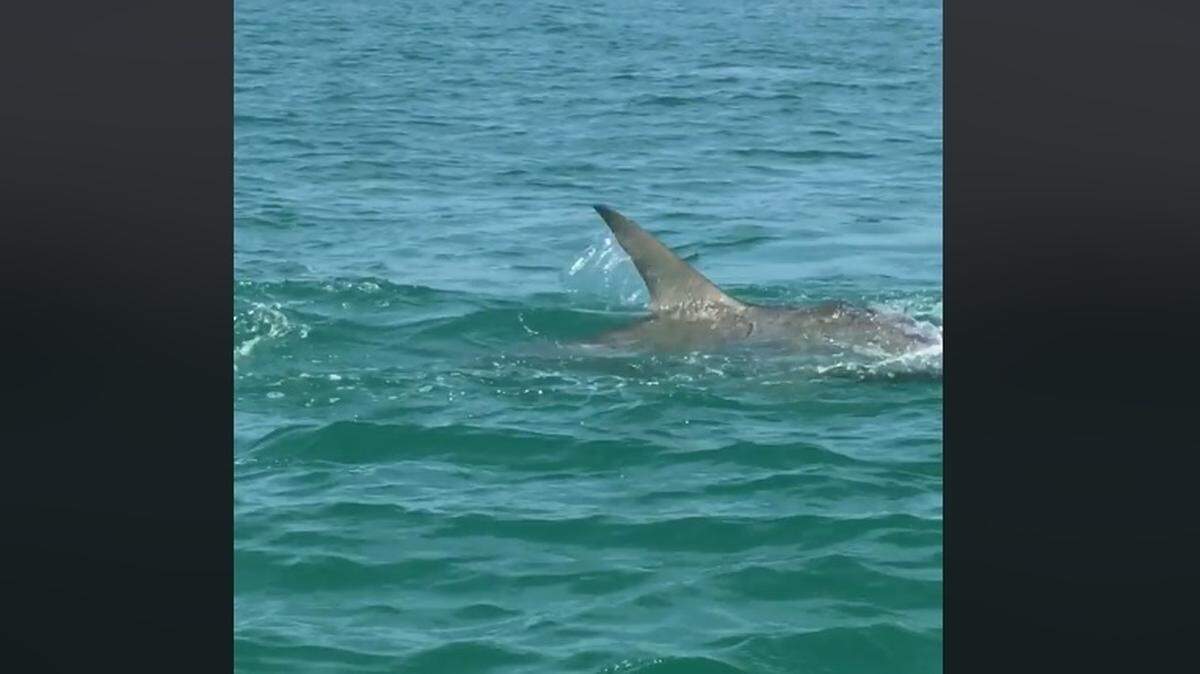 Hammerhead off the coast of Florida